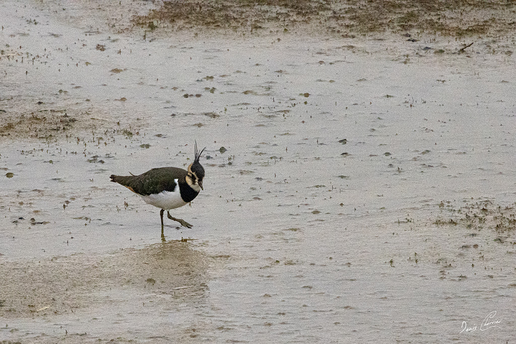 Vanneau huppé dans une vasière